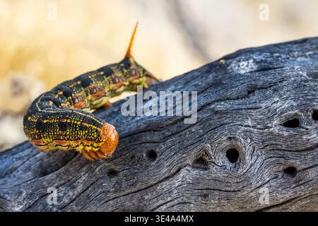 Weiß gesäumte Sphinx, Hyles lineata, caterpillar im Anza-Borrego Desert State Park, Kalifornien, USA Stockfoto