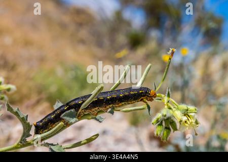 Weiß gesäumte Sphinx, Hyles lineata, caterpillar im Anza-Borrego Desert State Park, Kalifornien, USA Stockfoto