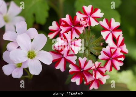 Rote und weiße kreisförmige Blüten in Blüte mit weißen Blüten daneben, Makro Nahaufnahme mit grünem verschwommenem Hintergrund, Frühlingsgarten Naturszene Griechenland. Stockfoto