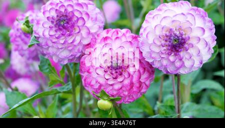 Im Frühling blühen in einem Garten bunte Blumen, die in verschiedenen Rosa- und Violetttönen mit grünen Blättern um sie herum zeigen Stockfoto