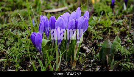 Violette Krokusse blühen im Frühlingssonnenlicht zwischen grünem Gras und Blättern in einem Wohngarten in der Nähe eines Holzzauns Stockfoto
