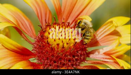 Die Biene sammelt an einem sonnigen Frühlingstag Nektar von einer bunten Blume in einem Garten Stockfoto