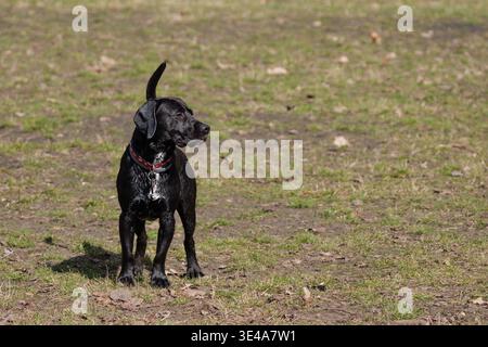 Kräftiger schwarzer Mischlingshund, der auf die Kamera zuspringt und läuft Stockfoto
