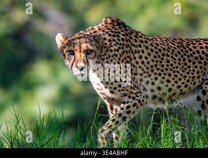 Gepard (Acinonyx jubatus), der durch Gras mit direktem Blick und geringer Tiefe des Feldes geht Stockfoto