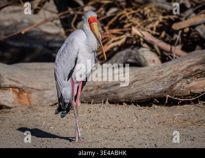 Gelbschnabelstorch (Mycteria ibis), der auf Sandufer mit Treibholzhintergrund steht Stockfoto