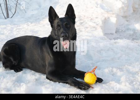 Porträt eines schwarzen Schäferhunds auf weißem Schnee Stockfoto