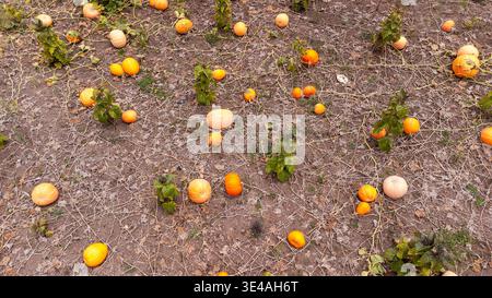 Ein Weitwinkelblick, der die Weite eines Kürbisfeldes am Ende der Saison mit Dutzenden von leuchtend orangefarbenen Kürbissen einfängt Stockfoto