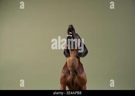 Bayerischer Hund mit den Ohren und den Augen gerichtet. Der grüne Hintergrund unterstreicht den aufmerksamen und intelligenten Ausdruck des Hundes. Stockfoto
