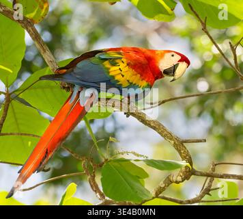 Scharlachroter Ara (Ara macao) ernährt sich vom Mandelbaum im Corcovado-Nationalpark, Costa Rica Stockfoto