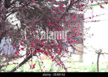 Leptospermum scoparium (neuseeländischer Teebaum) Blüten. Myrtaceae immergrüner Sträucher. Nektarpflanze. Manuka-Honig und Blätter werden für Tee verwendet. Stockfoto