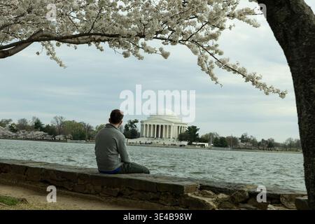 Washington DC, Washington DC, USA. März 2026. Die Kirschblüten blühen am 25. März 2026 im Tidal Basin in der Nähe des Jefferson Memorial in Washington, D.C. die Kirschblüten befinden sich in der fünften Blütephase, „Puffy White“, und werden voraussichtlich zwischen dem 29. März und dem 1. April die nächste und letzte Blütephase erreichen. Quelle: Aashish Kiphayet/ZUMA Wire/Alamy Live News Stockfoto