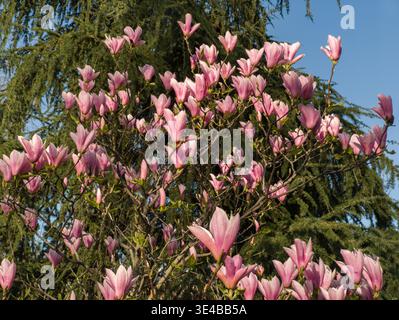 Volle Blüte eines rosafarbenen Unterteller-Magnolienbaums mit zahlreichen Tulpenblüten. Die leuchtend rosa Blüten stehen vor einem dunkelgrünen Nadelbaum. Stockfoto