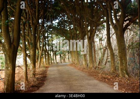 Von Bäumen Gesäumter Waldpfad Unter Dichter Baumkrone Stockfoto