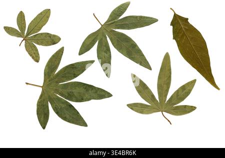 Minimalistisches botanisches Set getrockneter gepresster Blätter. Trendige Herbarium-Kollektion auf weißem Hintergrund, inspiriert von biophilem Design und naturbelassener Natur Stockfoto