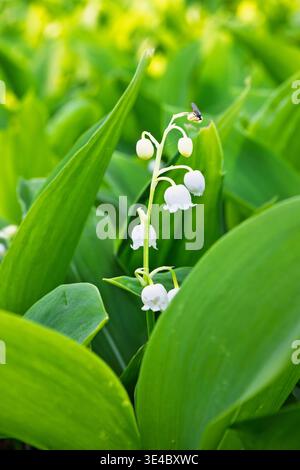 Die schöne Lilie des Tales blüht auf einer Wiese Stockfoto
