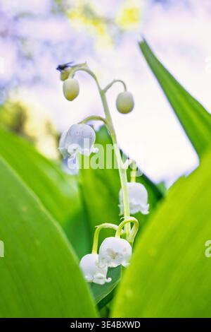 Nahaufnahme bei der wunderschönen Lily of the Valley Flowers Stockfoto