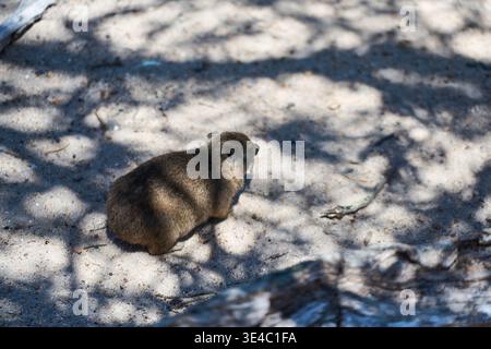 Tierporträt-Szene. Das Bild Zeigt Den Nativen Hyrax Am Küstenstrand Mit Einem Lebendigen Hintergrund Stockfoto