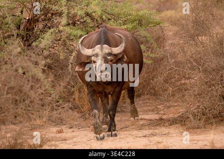 Cape Buffalo läuft in Richtung Kamera Stockfoto