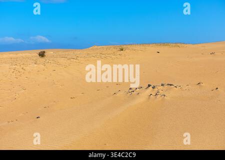 Die riesige Landschaft mit goldenen Sanddünen erstreckt sich bis zum blauen Himmel. Kleine Flecken aus grünem Gestrüpp und verstreuten dunklen Felsen brechen das glatte, vom Wind gewellte Su Stockfoto