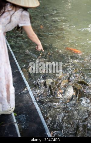 Frau amüsiert über freche Karpfenfische im Teich, hungrige Fische, die sich am Ufer drängen und nach Essen fragen. Stockfoto