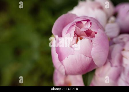 Makroaufnahme einer blühenden rosafarbenen Pfingstrose in einem Garten von Bar Harbor Stockfoto