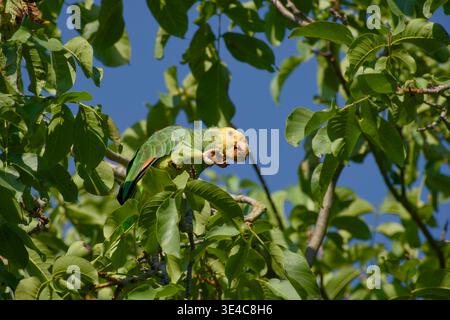 Gelbköpfiger amazonas-Papagei knackt und isst einen Walnuss, während er zwischen grünen Blättern in einem Baum sitzt. Stockfoto