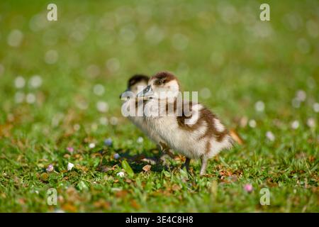 Ägyptische Gänsehaut steht auf grünem Gras, während ein anderer Gänsehaut dahinter unscharf sichtbar ist. Stockfoto