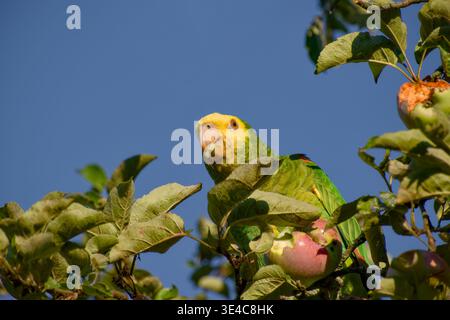 Der gelbköpfige amazonas saß in einem Obstbaum und aß einen Apfel, mit einem sichtbaren Stück Apfel im Schnabel, umgeben von grünen Blättern im Sonnenlicht Stockfoto
