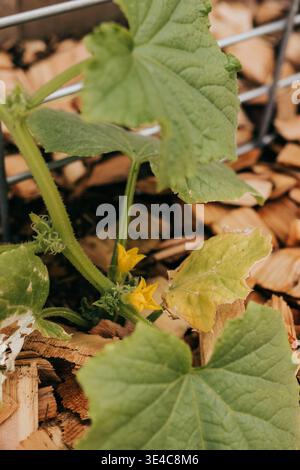 Nahaufnahme von Kürbisreben und Blüten, die im Garten wachsen Stockfoto