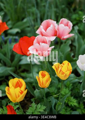 Leuchtend rote rosa und gelbe Tulpen blühen im Garten Stockfoto