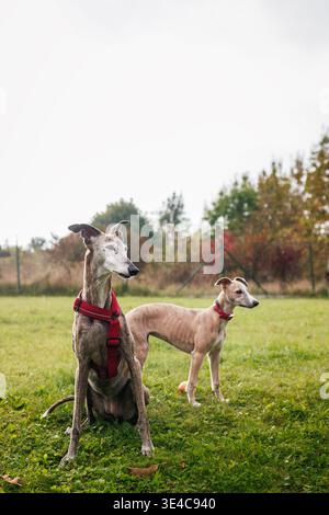 Zwei Hunde in einem Hundepark. Der alte windhund und der Welpe sind draußen zusammen Stockfoto