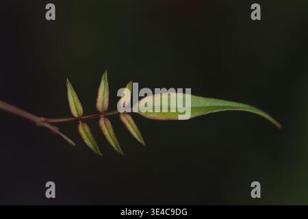 Nahaufnahme eines gewöhnlichen Jasminblattes auf dunkelgrünem Hintergrund Stockfoto