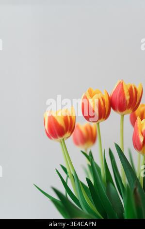 Bunte Tulpen auf weißem Hintergrund 1 Stockfoto