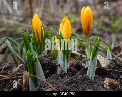 Gelbe Krokusblüten blühen im Frühlingsgartenboden mit Wasser Stockfoto