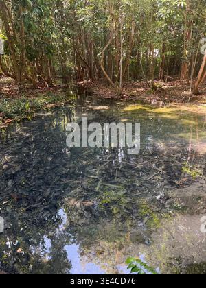 Kristallklares natürliches Quellwasser am Emerald Pool (Sra Morakot) Waldweg, der den Unterwassergrund und den üppigen tropischen Dschungel, Krabi, Thai, zeigt Stockfoto