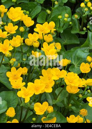 Marsh Marigold (Caltha palustris) wächst in einem Teich in Südwales. Stockfoto