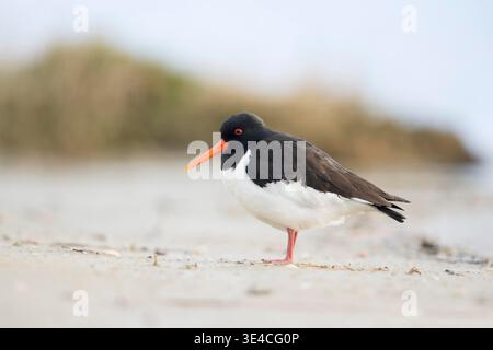 Austernfischer ( Haematopus ostralegus ) stehend, am Strand ruhend, typischer wattenvogel, bedrohte Arten. Stockfoto