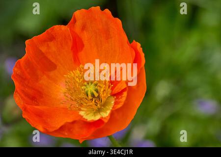 Nahaufnahme der blühenden roten Mohnblume in Chiavenna, Italien, mit weichem, grünem, verschwommenem Hintergrund Stockfoto