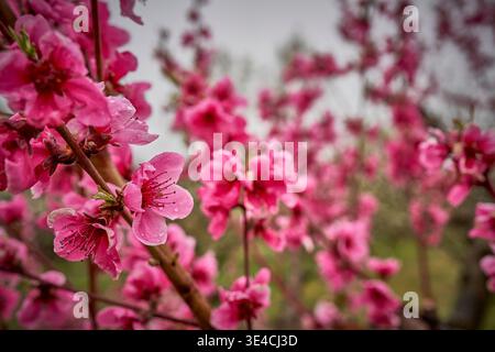 Rosa Pfirsichblüten auf Ästen in Chiavenna, Italien, mit weichem Hintergrund und frühlingshafter Atmosphäre Stockfoto