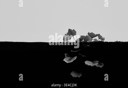 Schwarz-weiß-minimalistisches Bild von Efefeublättern, die über einer Wand in Chiavenna, Italien wachsen, mit hohem Kontrast und negativem Raum Stockfoto