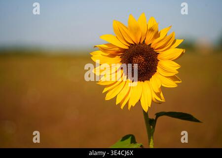 Einzelne Sonnenblume in Blüte auf einem Feld in der Nähe von Riccione, Italien, mit klarem blauem Himmel und warmem Sommerlicht Stockfoto