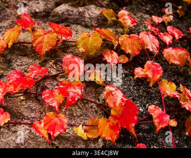 Nahaufnahme von roten Herbstrebenblättern auf Steinmauer mit Regentropfen in Chiavenna, Lombardei, Italien Stockfoto