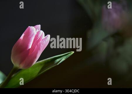 Nahaufnahme einer rosa Tulpenblume mit weichem natürlichem Licht und dunklem, verschwommenem Hintergrund in Chiavenna, Lombardei, Italien Stockfoto