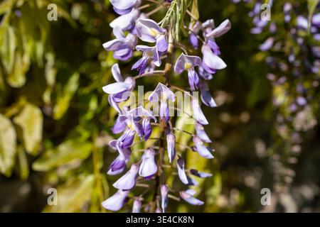 Wisteria blüht lila Nahaufnahme von leuchtend blühenden Weinreben im Frühlingsgarten Sonnenlicht Stockfoto