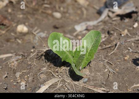 Nahaufnahme des Salatkeimlings auf dem Feld Stockfoto