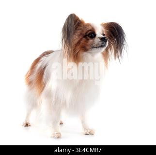 Papillon Hund vor weißem Hintergrund Stockfoto