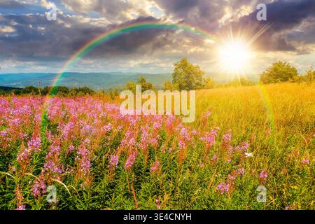 Sonnenuntergang über einer Landschaft mit hohem Gras und blühenden rosa Blumen auf einem Berg. weidenkraut auf Almwiesen unter Regenbogen. Bäume in der Nähe des Randes Stockfoto