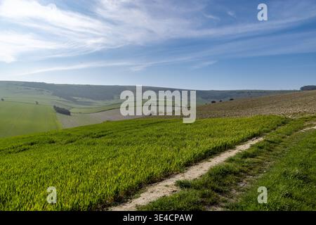Ein Pfad, der entlang von Ackerland in den South Downs verläuft, mit einem blauen Himmel über dem Land Stockfoto