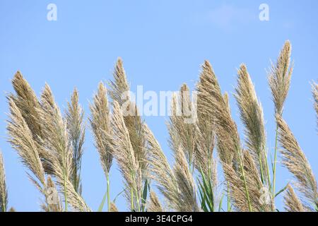 Arundo donax mit Blumenraniken Stockfoto