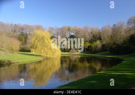 Salix Babylonica spiegelt sich im Fluss Skell im Studley Royal Park bei Ripon, North Yorkshire, England, Großbritannien. Stockfoto